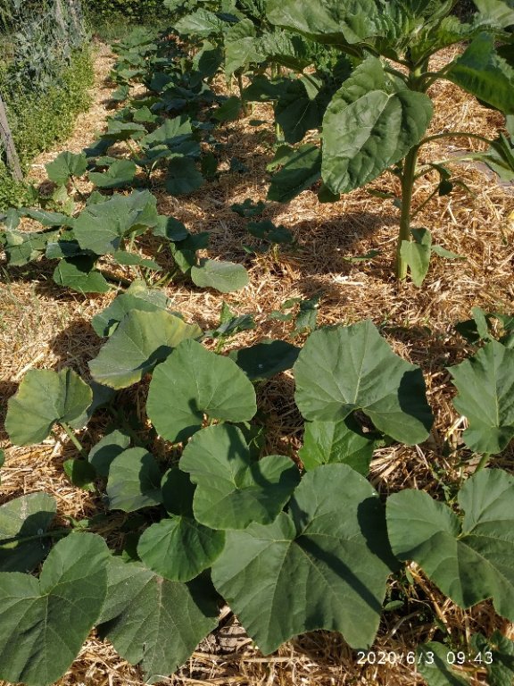 La milpa n°1 qui s'active