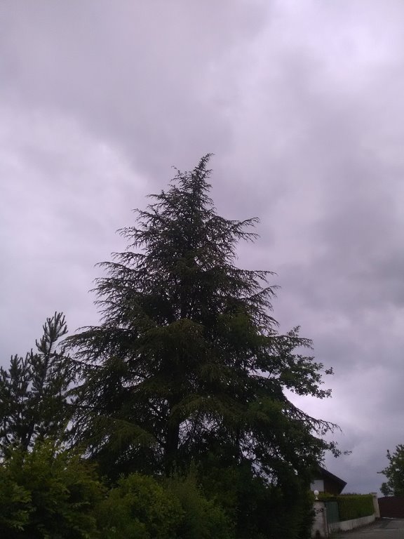 cèdre du liban.jpg