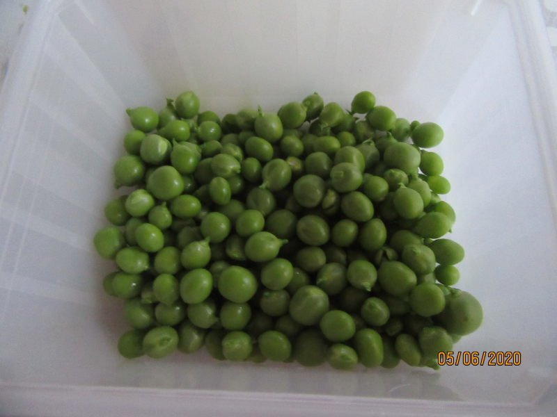 petits pois.jpeg