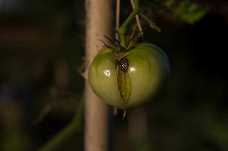 DSC_0914punaises.JPG