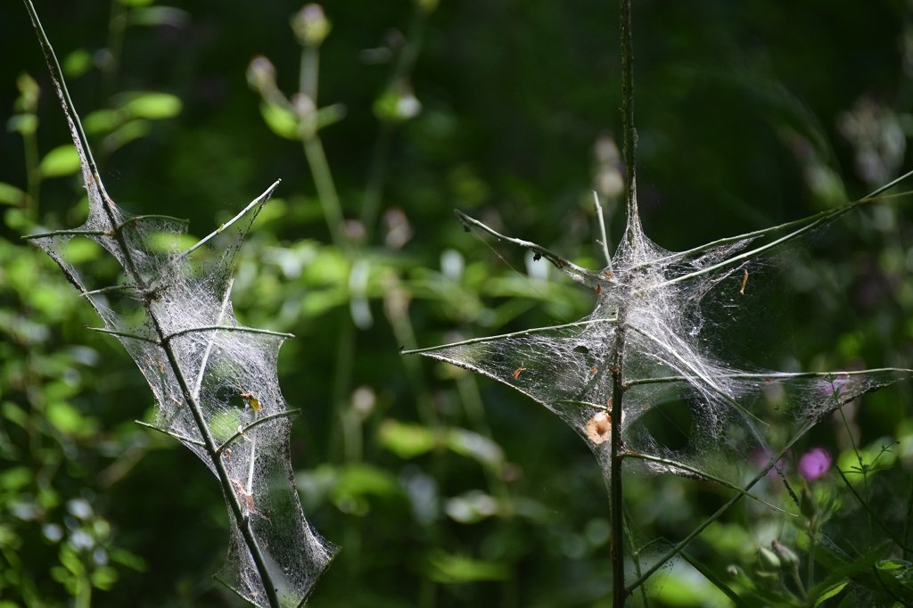 DSC_0171.JPG