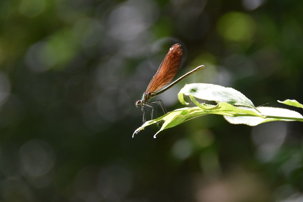 DSC_0189.JPG
