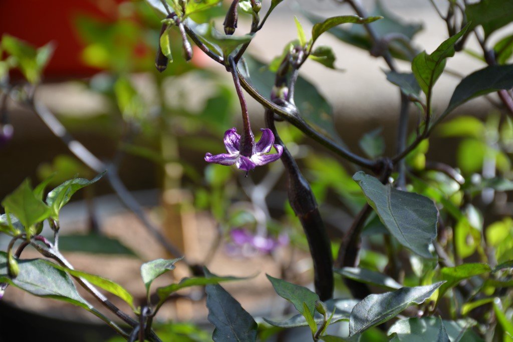 Naga Jolokia Purple