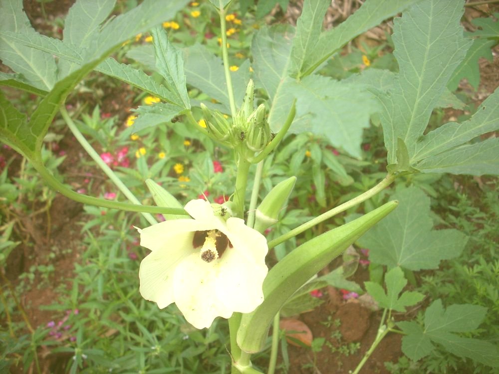 Okra_flower1.jpg