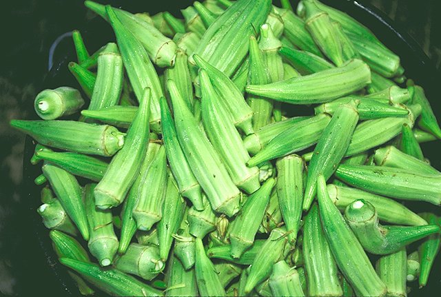Bucket_of_raw_okra_pods.jpg