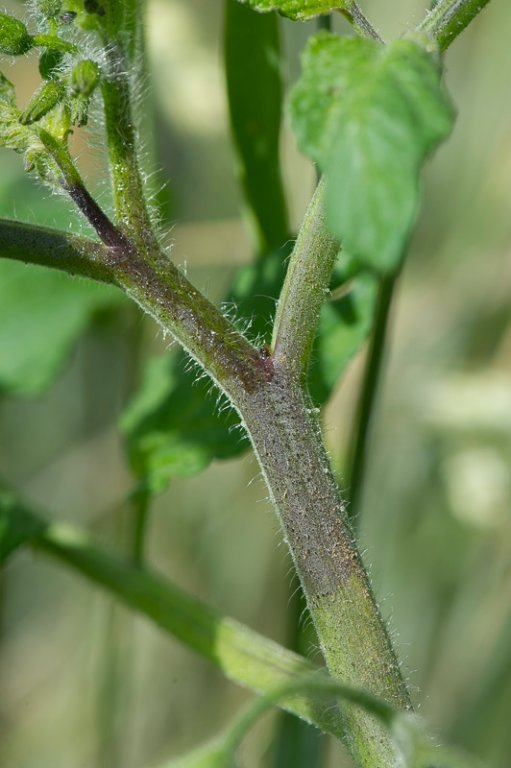 DSC_6820.JPG