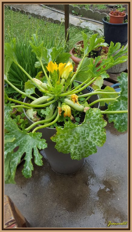 Ma courgettes en pots