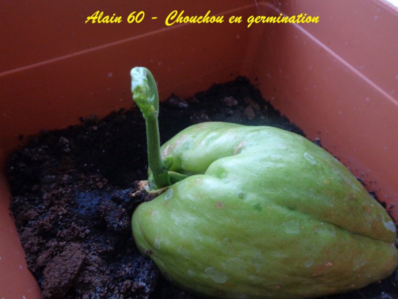 Chouchou 2+.jpg