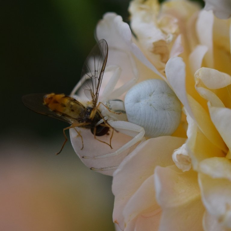 DSC_0516.JPG