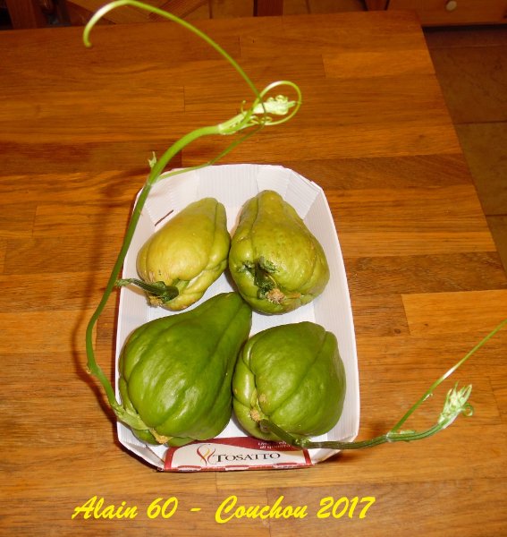 Chouchou 2017.JPG