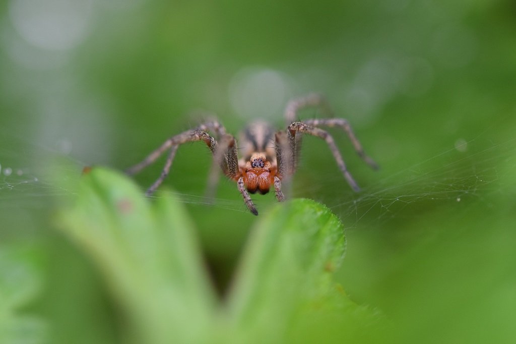 DSC_0606.JPG