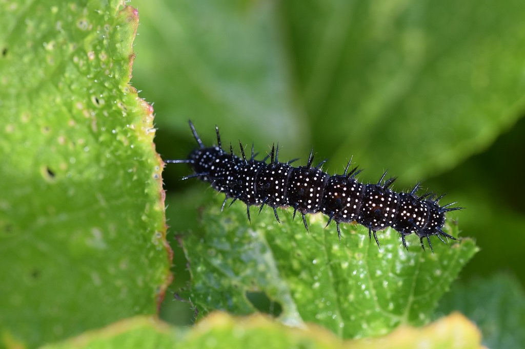DSC_0186.JPG