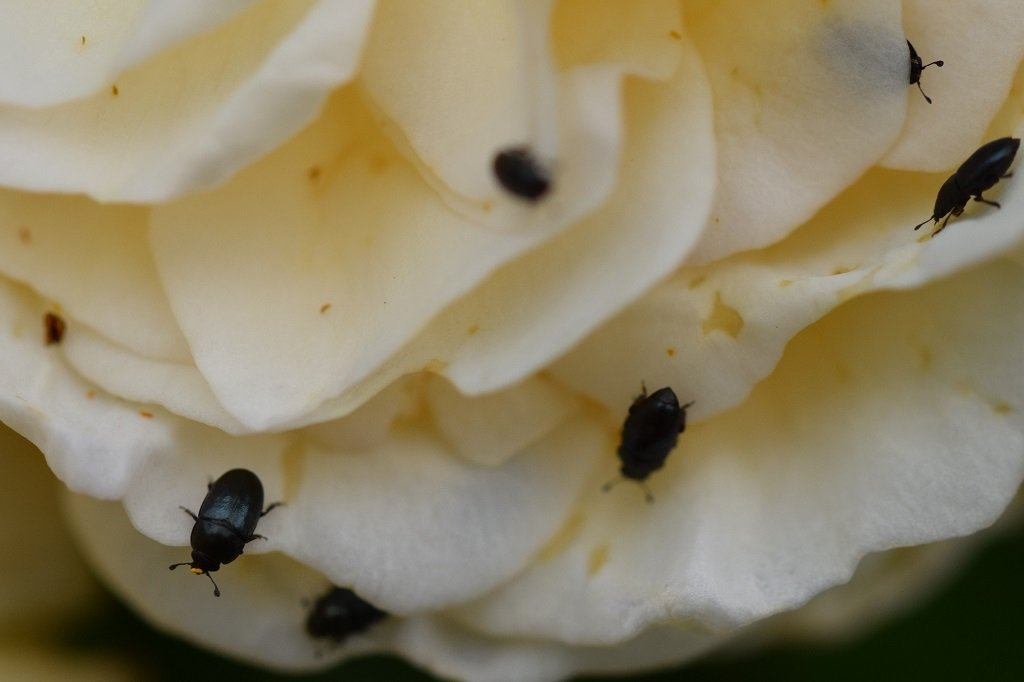 DSC_0207.JPG