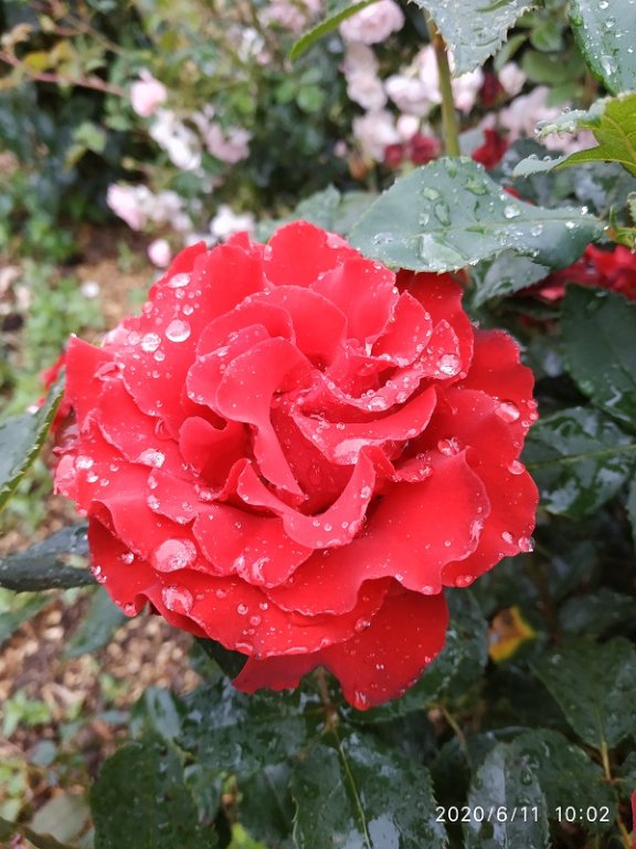 IMG_20200611_100218.jpg