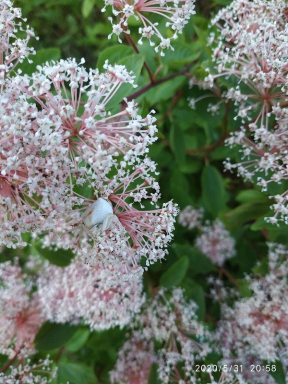 IMG_20200531_205831.jpg