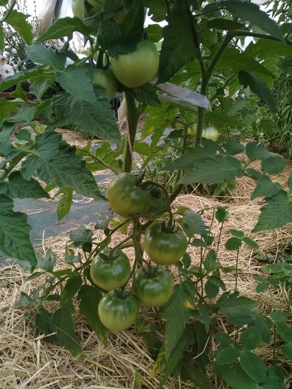 tomate sous serre 15-06-20.jpg
