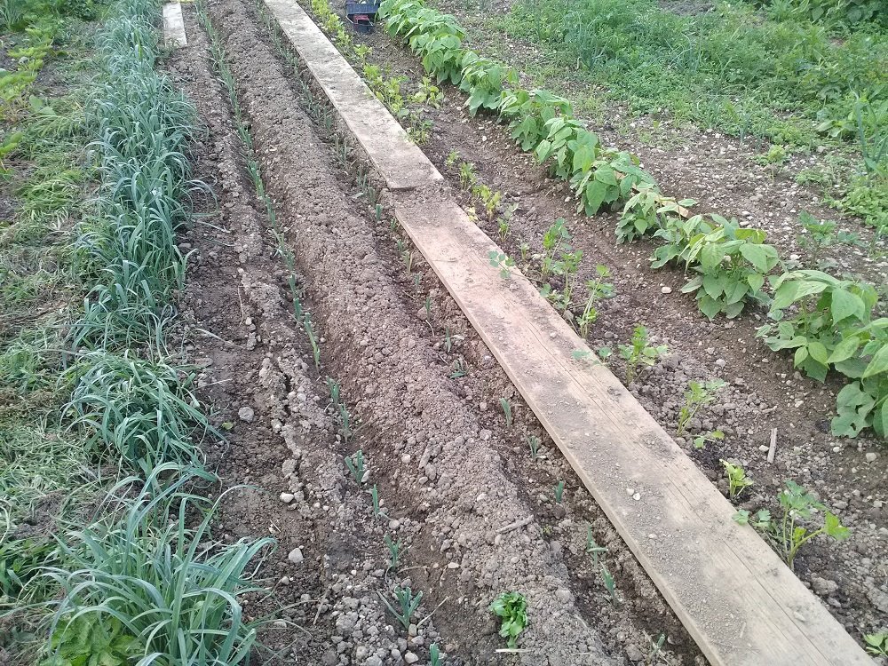 potager mi-juin 2020.jpg
