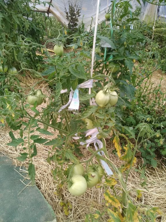 canabec rose mi-juin