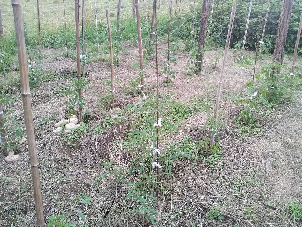 tomates extérieur.jpg