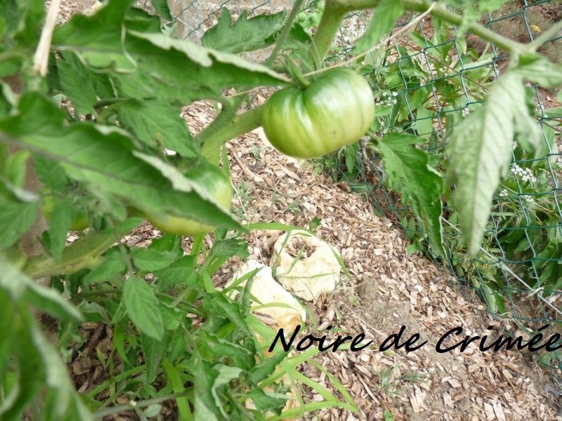 Tomate Noir de Crimée 19 juin 2020.JPG