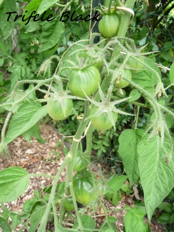 Tomate Trifele black 2.JPG