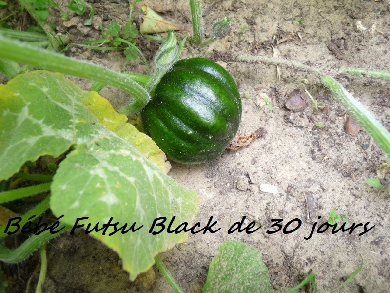 Courge Futsu black de 30 jours.JPG