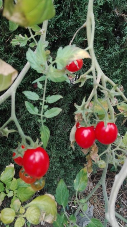 Tomates cerises février 2020