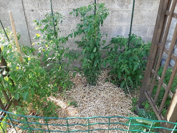 5 plants de tomates, un concombre et une courge de Nice