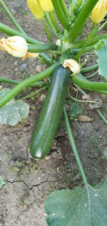 20200629_201123.jpg