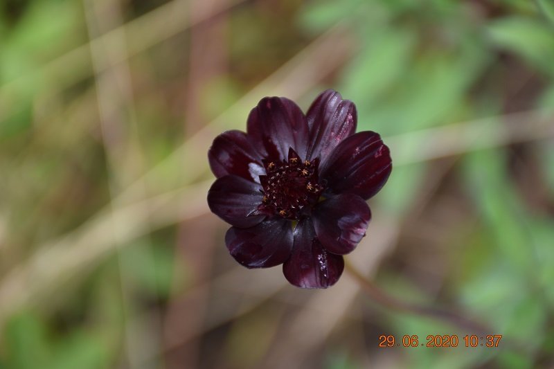 DSC_0133.JPG
