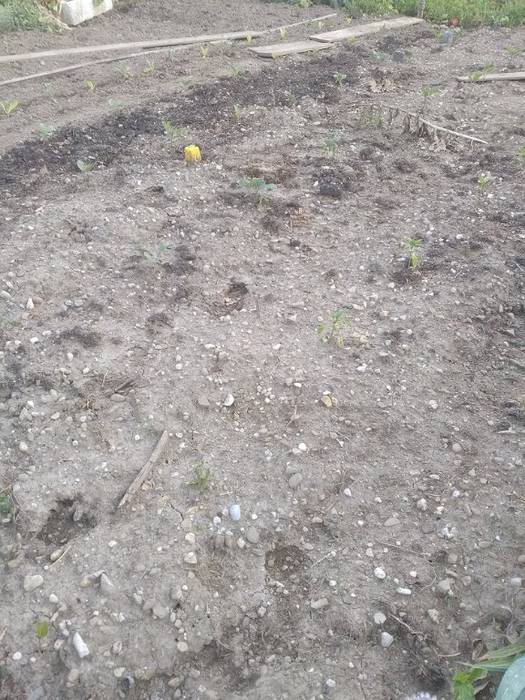 Le 4juillet 2019 après la grêle
