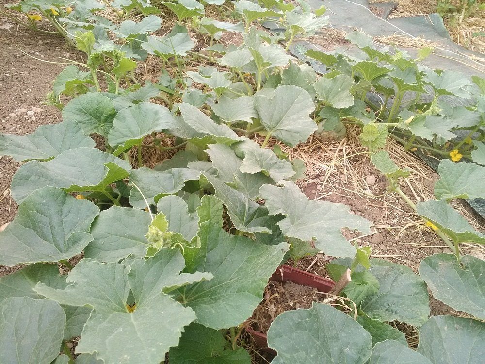 on peut apercevoir les premiers melons formés