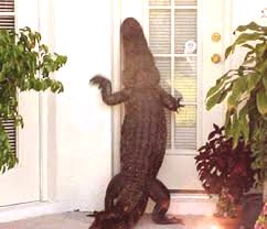 Alligator.jpg