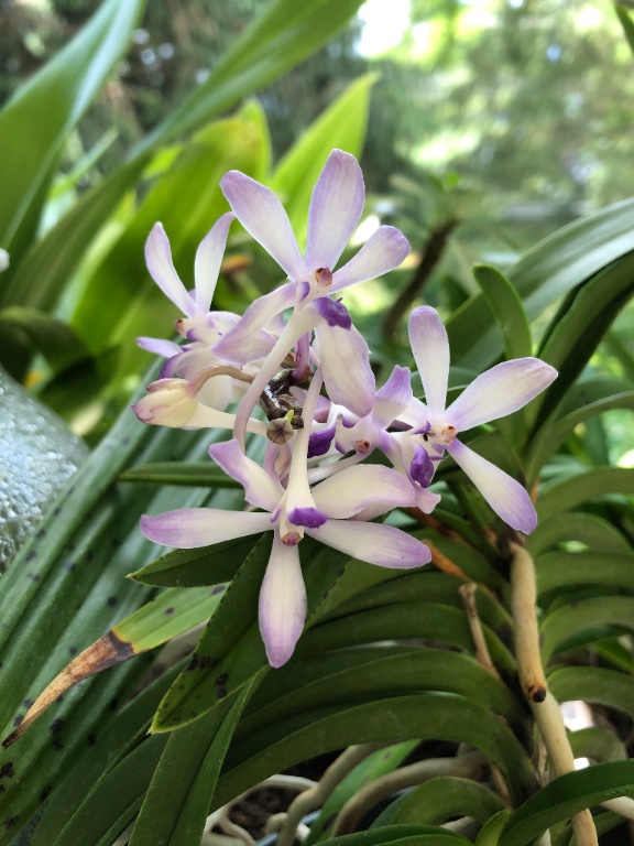 Neostylis Lou Sneary 'Bluebird'