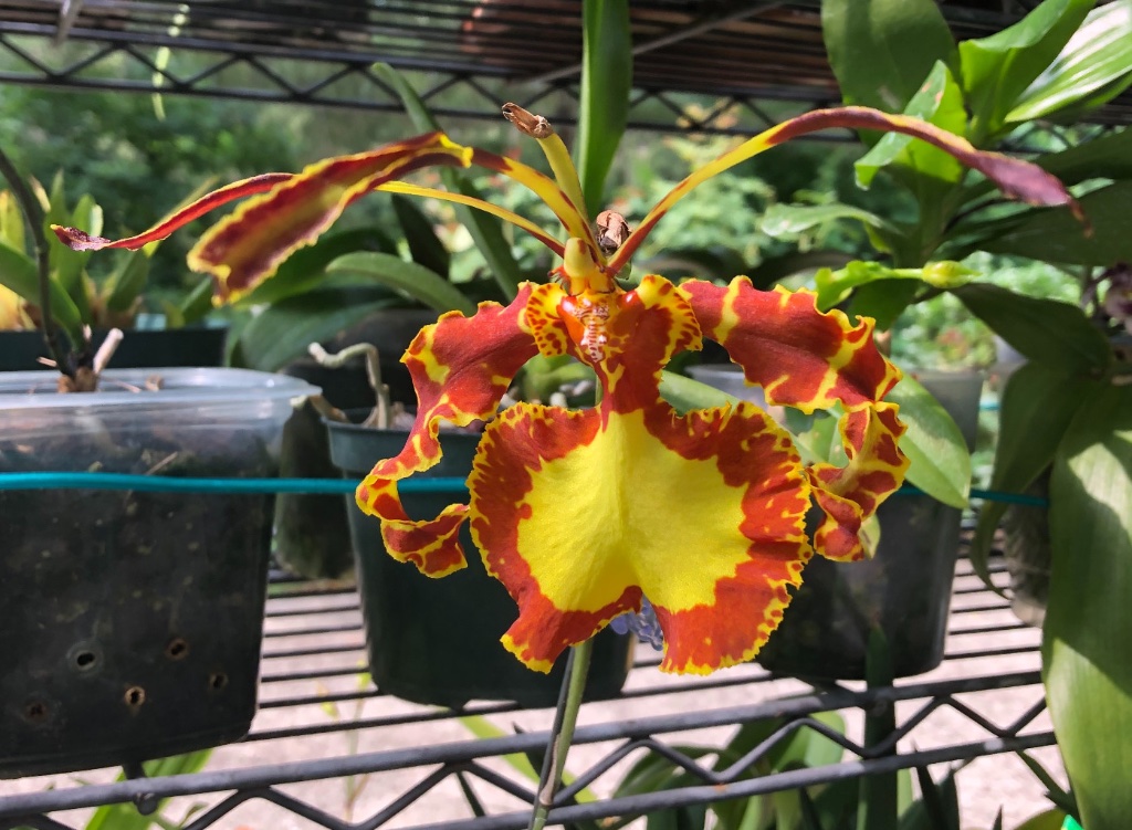 Psychopsis papilio