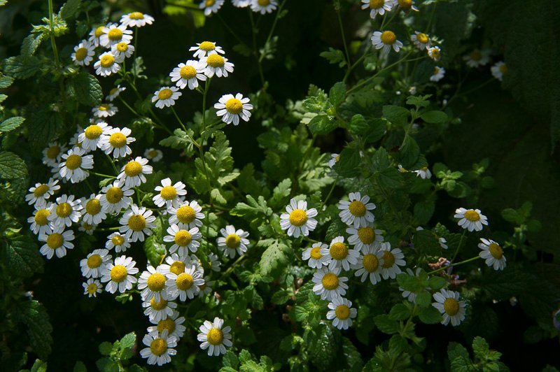 camomille
