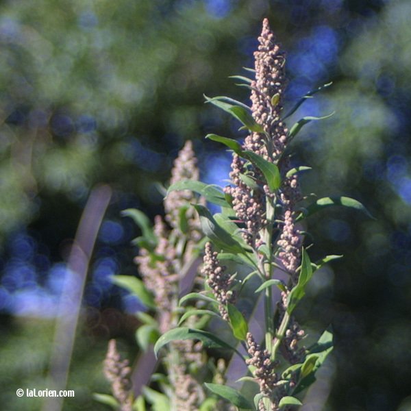 chenopode-geant-inflorescence.jpg