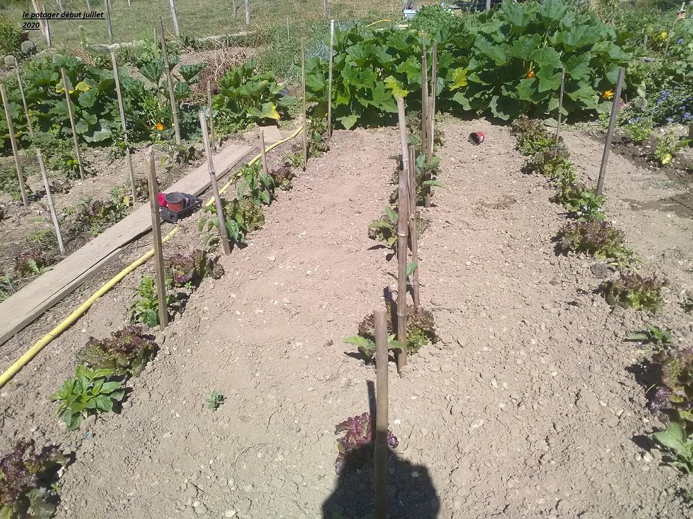 aubergines-poivrons-courgettes-laitues