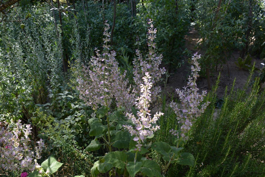 La sauge sclarée, comme à Valensole !