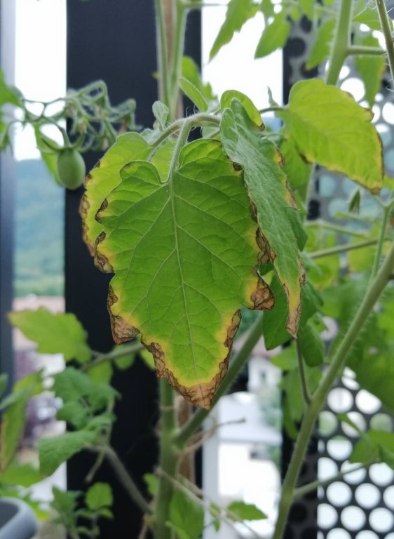 Feuilles &quot;brulées&quot; sur le contour