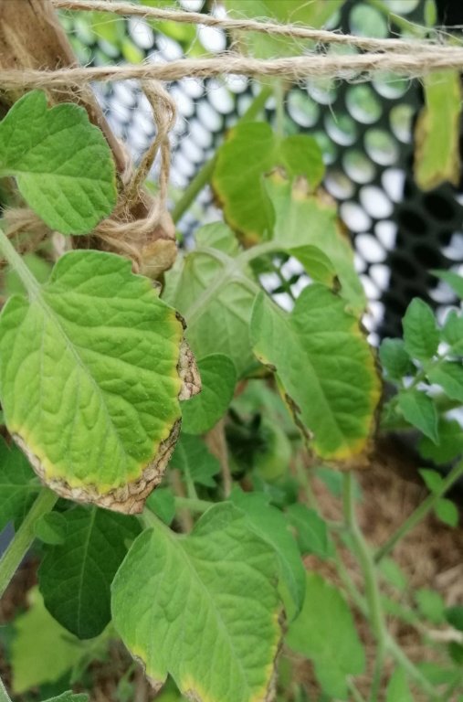 Feuilles &quot;brulées&quot; sur le contour