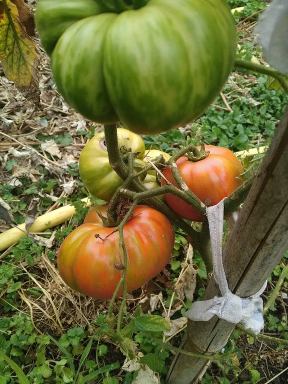 tomate de Vers