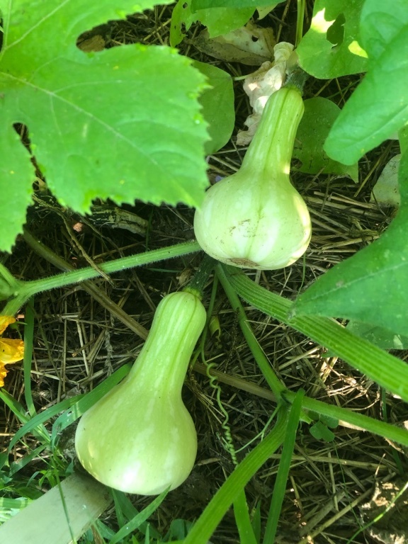Butternut