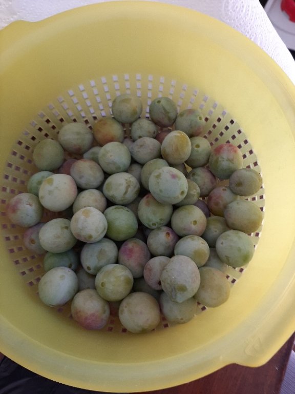 Les mirabelles mûrissent petit à petit