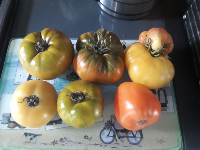 200728 sélection de tomates pour la salade de ce soir_1.jpg