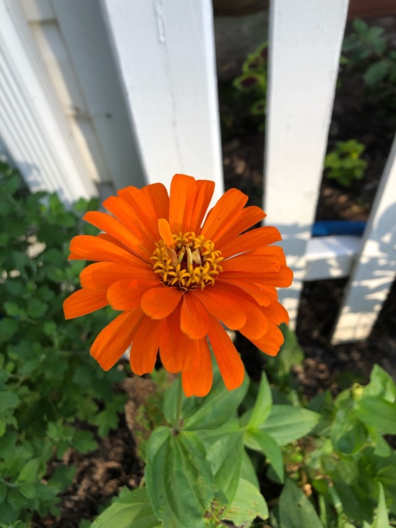 Zinnia