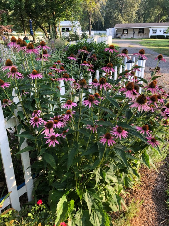 Echinacea