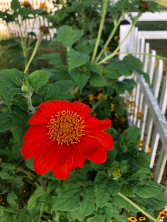 Tournesol du Mexique