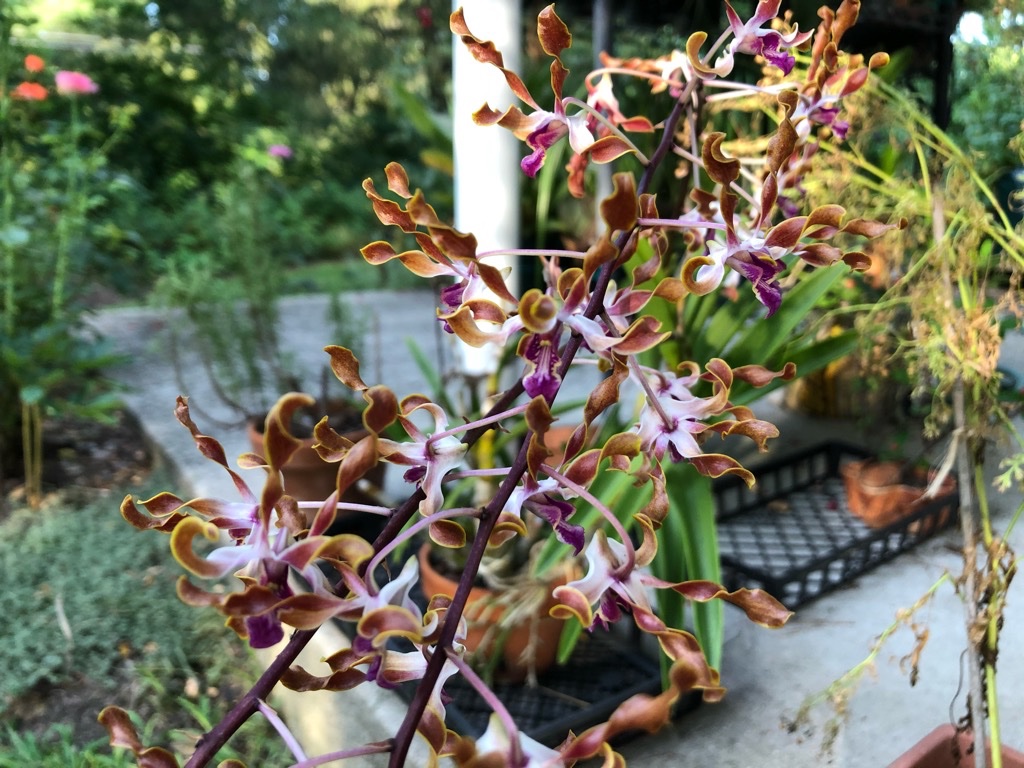 Dendrobium caniculatum