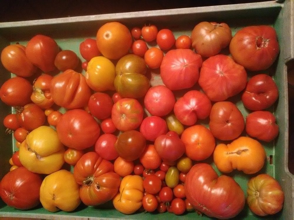 tomates 01-8-20.jpg